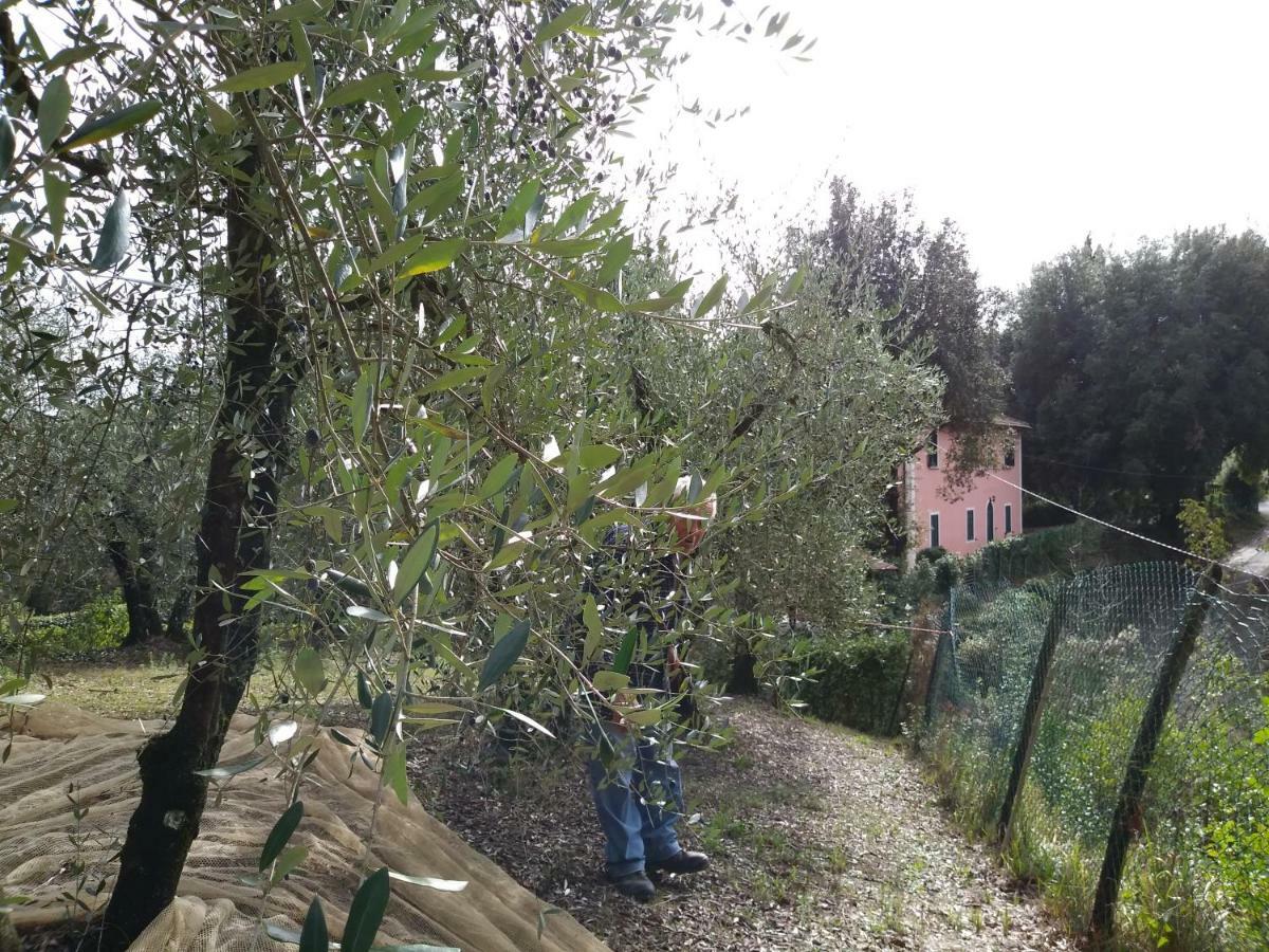 Podere Il Leccione 帕拉亚 外观 照片